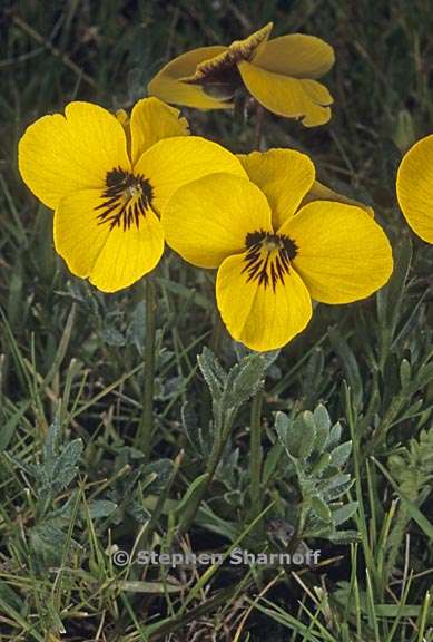 viola douglasii 3 graphic